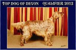 Pilsdon Flash Harry, qualified for 'Top Dog of Devon' . Click the image to see the larger sized picture